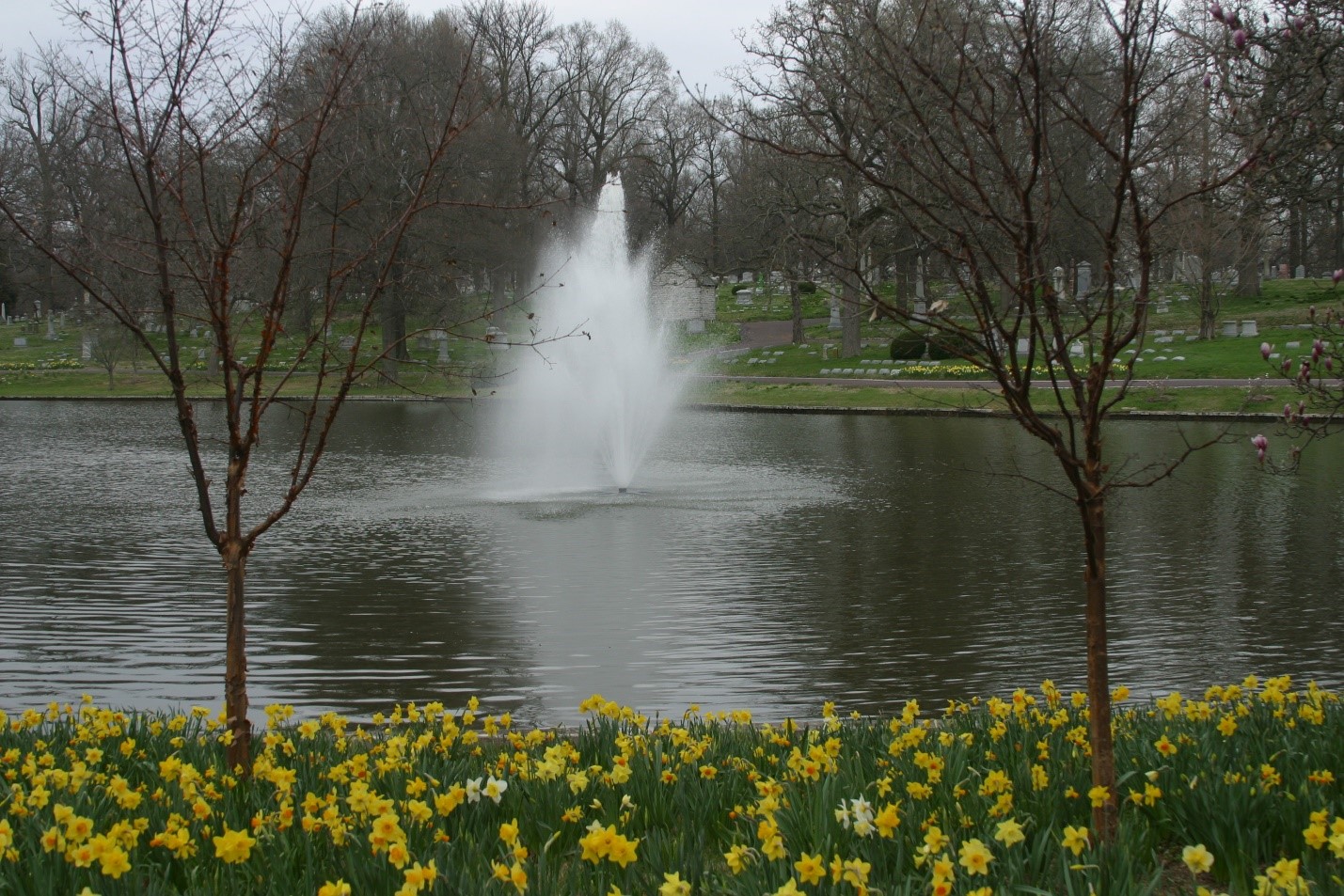 daffodils background